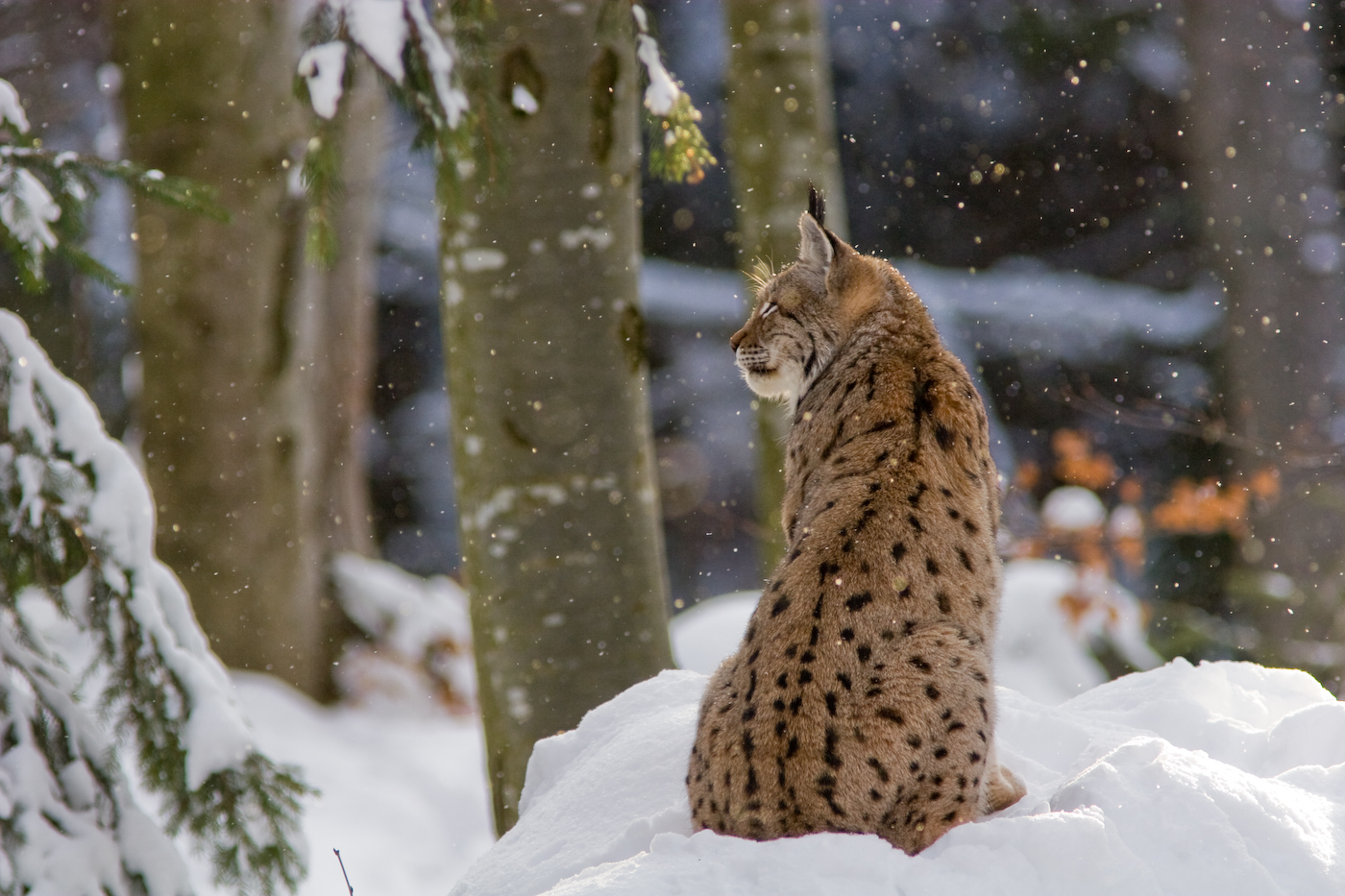 Lynx d’Europe PNR Chartreuse